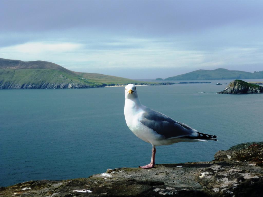 Cill Bhreac House B&B Dingle Exterior photo